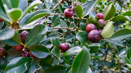 Obraz premium Red Guava tree