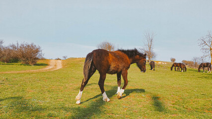 foal in the meadow