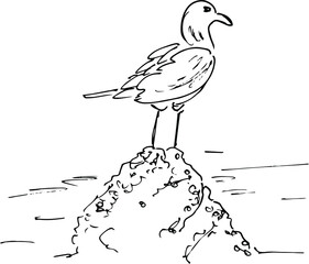 bird in the water. sketch of gull. vector