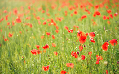 Fototapeta na wymiar Wild red poppies growing in green field of unripe wheat, shallow depth of field photo