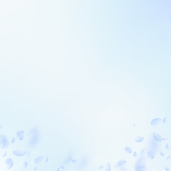 Light blue flower petals falling down. Sightly rom