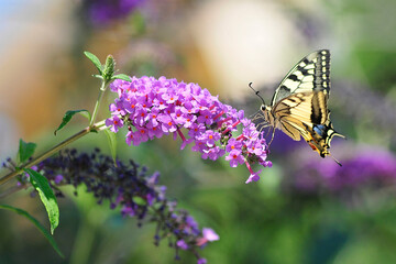 a butterfly on a violet flower