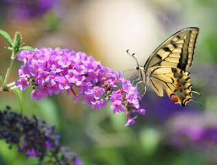 a butterfly on a violet flower