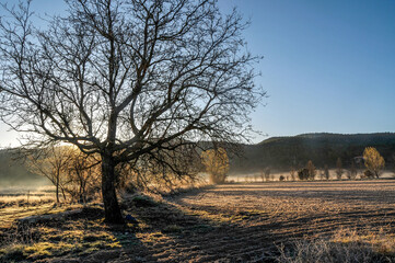 Naklejka premium landscape with trees