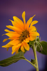 sunflower against blue sky