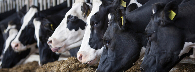 heads of black and white holstein cows feeding in stable in the netherlands