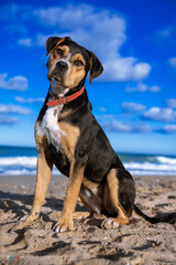 Dog playing at the beach