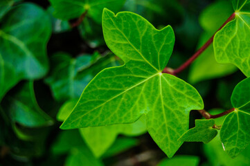 green leaves background