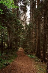 Obraz premium path in the woods