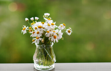 Daisies in vase on green nature background. Spring flowers background