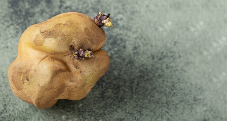 deformed ugly potato with sprouts on dark green background. Potato seeds on a vegetable.Food waste concept