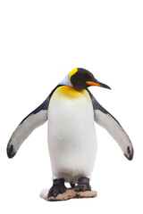Fototapeta na wymiar Emperor penguins. isolated on white background