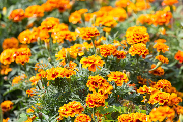 Bright orange Tagetes on the flowerbed