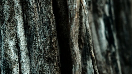 Wood grain close up  pattern Background wallpaper 