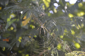 spider web with dew drops