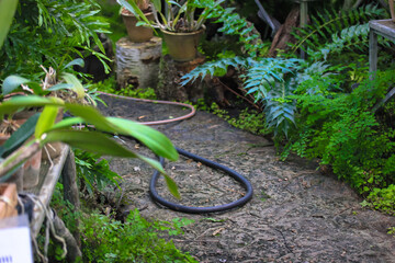 A hose for watering plants lies on a path in a botanical garden among tropical plants. Care of flowers and trees.