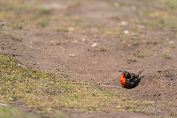 The long-tailed meadowlark (Leistes loyca)