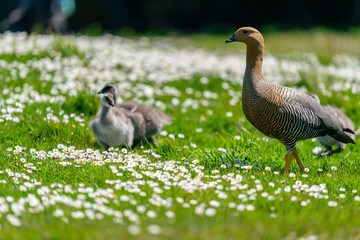 The Upland goose or Magellan goose (Chloephaga picta)