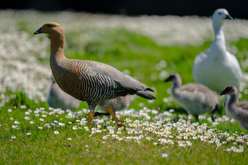 The Upland goose or Magellan goose (Chloephaga picta)