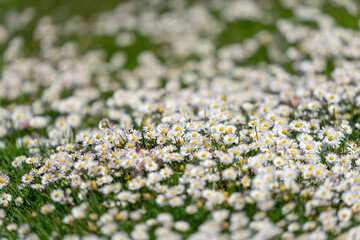 The Common Daisy (bellis perennis)