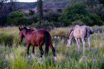 Obraz na płótnie Canvas Horses on Argentine routes gravel and dirt between countryside landscapes mountains and mountains of Cordoba Argentina in the vicinity of Characato in summer