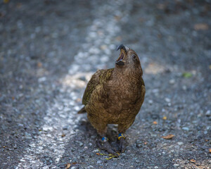 The only mountain parrot in the World - Kea.
Birds of New Zealand