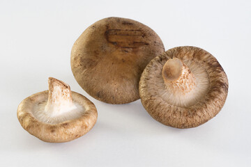 Shiitake-Pilze fresh raw mushroom close up