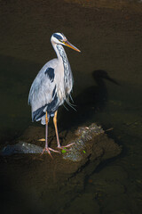 Grey Heron, Tôkyô, Japan