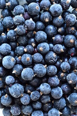 background of frozen blackcurrant berries