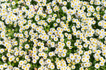 The Common Daisy (bellis perennis) © Johannes Jensås