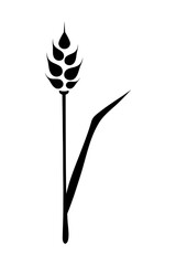 Black ears of wheat. Vector illustration on white isolated background