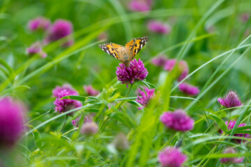 butterfly on a flower. beautiful lady butterfly Vanessa Cardui, red clover. orange-black and white butterfly on a pink clover flower on a green background. macro nature, meadow clover in green grass