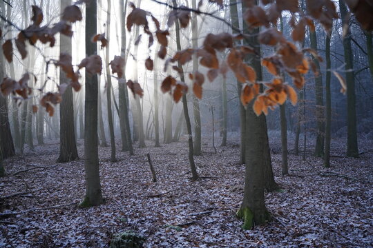 Frozen brown coloured leafs in the winter forest