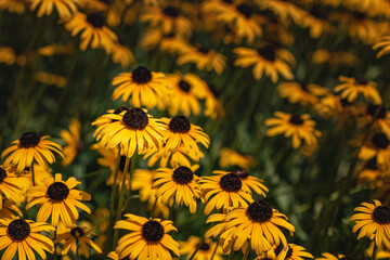 field of yellow daisies