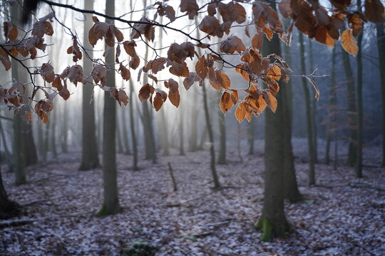 Frozen brown coloured leafs in the winter forest
