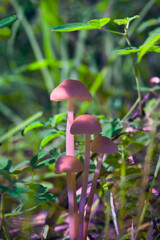 Morning field background with wild flowers. Wild flowers in a meadow nature.