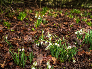 snowdrops