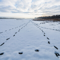 Fresh footprints on the ice of the winter lake