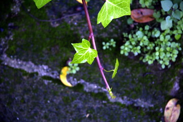 Selective focus on ivy stem and natural background