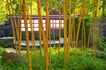 Fototapeta premium bambuswald, chinesische park, entspannung