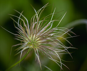 close up of a thistle