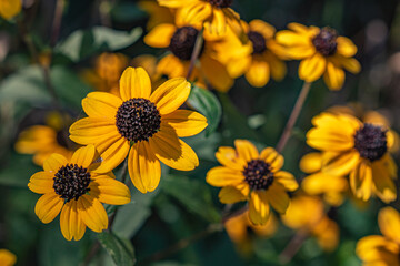 yellow flowers in the garden
