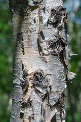 Fragment of birch tree trunk close-up on summer background in sunny weather. Natural wild ecological concept.