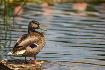 duck on the lake