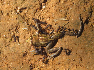 Ants eating a dead frog 
