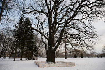 This oak is over 300 years old. It is one of the sights of St. Petersburg in Russia