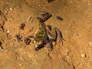 Ants eating a dead frog 