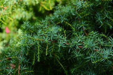 The juniper bush closeup. Background with juniper branches growing in the park.