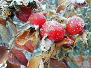 Winter background with аrost-covered red rose hips. Berries of wild rose in winter, food for...