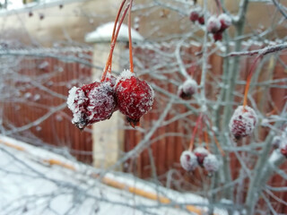 Winter background with аrost-covered berries.Red Berries in winter, food for birds. Winter vitamins. Focus on berries